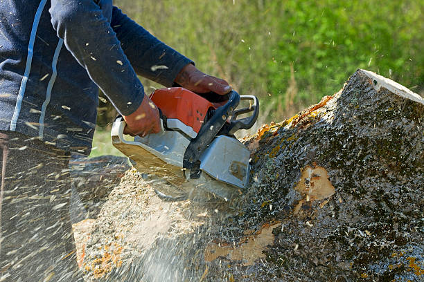 Best Best Tree Removal Services  in Galesburg, MI